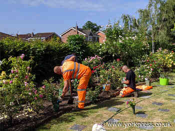 Nursery replaces roses stolen from Wigginton church garden