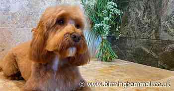 Inside the new £30k doggy spa - with walk-in marble baths