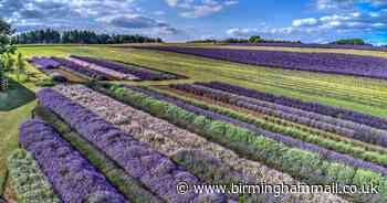 Famous Worcestershire lavender fields in Broadway are reopening - this is when