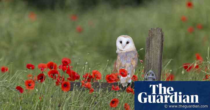 The UK's barn owls are growing in number – and for once it's thanks to humans
