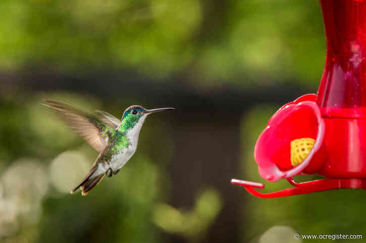 How to enjoy Father’s Day in a hummingbird-friendly garden