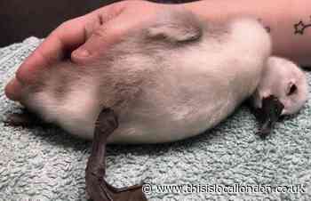 Swan cygnet kicked by Richmond Park jogger dies
