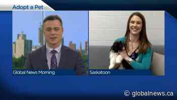 Adopt a Pet: Earl and his 3 siblings are ready to be taken home