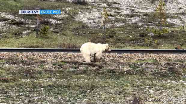 White grizzly bear spotted in Banff National Park