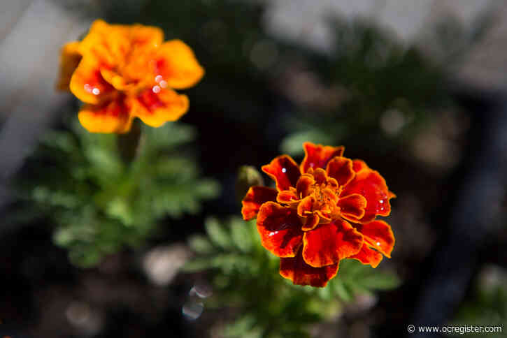 Master Gardener: How to figure out what’s munching on the marigolds