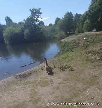 Group sets dogs on geese at Mitcham Common