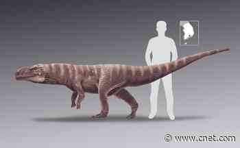 Funky fossil footprints point to ancient crocodiles walking on two legs     - CNET