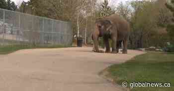 Edmonton Valley Zoo to reopen, but with some changes amid COVID-19 pandemic