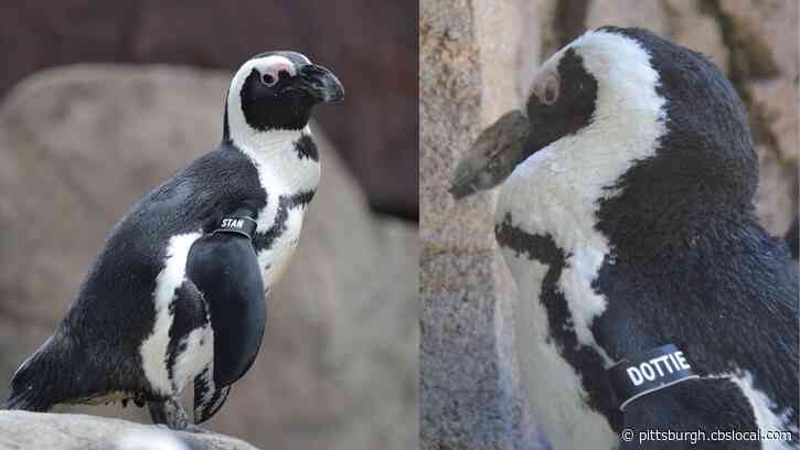 ‘A Miracle’: National Aviary Tells Penguin Love Story, Credits Life-Long Companion With Helping Sick Bird To Recover