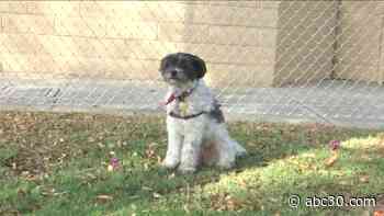 Fresno dog parks will reopen Monday with changes, city officials say