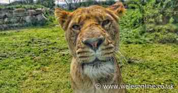 The stark message from tourist attractions in Wales to the Welsh Government