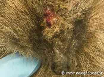 Mysterieuze egelziekte grijpt om zich heen; onderzoek naar verband met corona