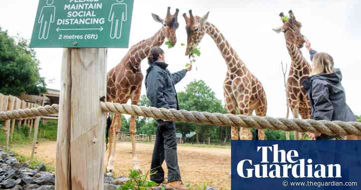 'It's been a rollercoaster': zoos in England relieved to be reopening