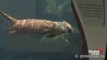 Edmonton Valley Zoo preparing to reopen