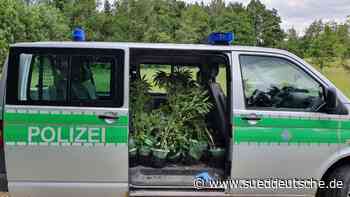 Polizei hebt Cannabisplantagen aus - Süddeutsche Zeitung