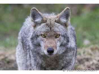 Fascinating facts about the wily coyote - Ottawa Citizen