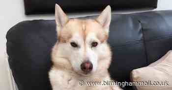 Meet Birmingham's best lockdown dog hero - as voted for by you