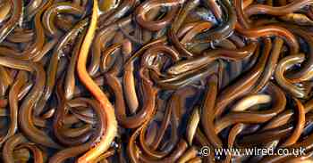 Inside the takedown of Europe’s multi-billion pound eel mafia