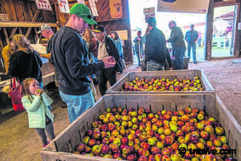 Delmont's Apple'n Arts Festival looking at options for 2020 event amid coronavirus concerns - TribLIVE