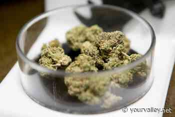 Legal extent of rights to access of medical marijuana debated in the Town of Paradise Valley - Your Valley