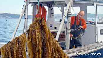 'Regenerative ocean farming' could be coming soon to a coast near you