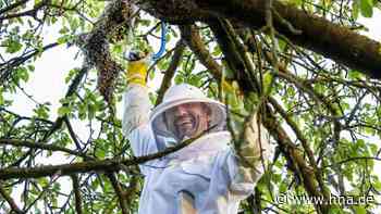 Bienenvolk versucht zwei Mal in Scheden umzuziehen | Dransfeld - HNA.de