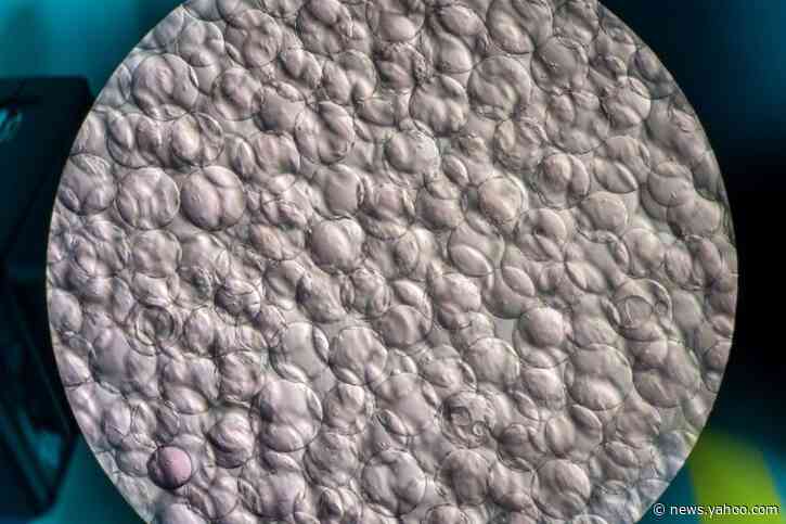 Brazil to produce Chinese coronavirus vaccine: officials