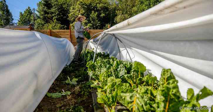 Farmers markets go on across Utah — despite the coronavirus — amid new appreciation for their products