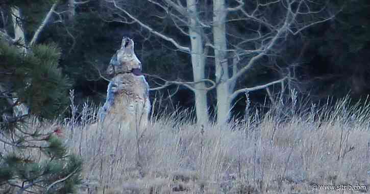 Letter: Stop waging war on native carnivores