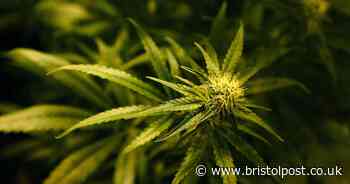 Bristol clinic giving out cannabis prescriptions by Zoom