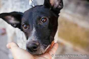 Animal lovers in York encouraged to help rescue centres