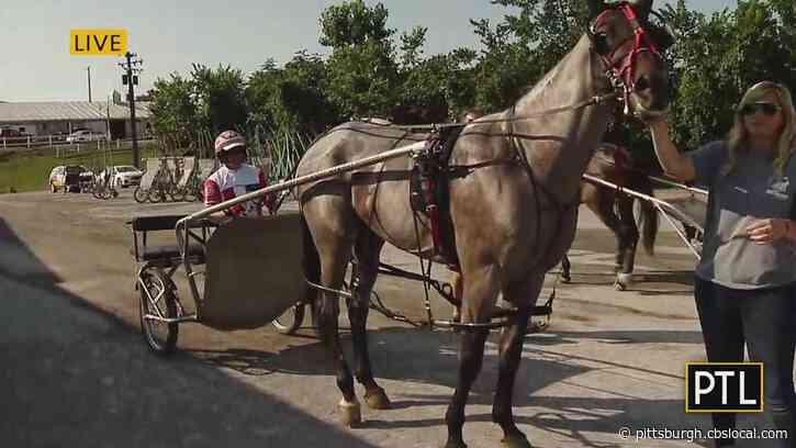 Live Harness Racing Set To Resume At Meadows Casino