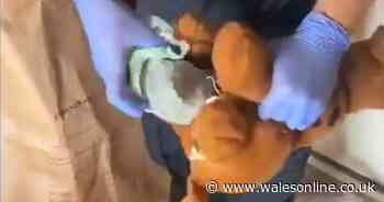 Drugs found stashed inside Scooby Doo soft toy during police raid
