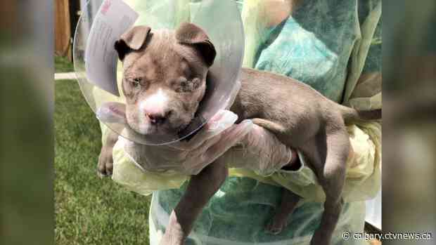 8-week-old puppy found with severe eye condition in Forest Lawn