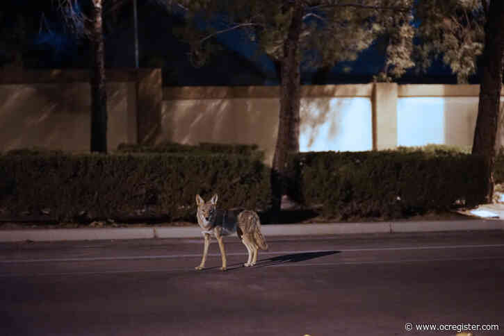 Senior Moments: When coyotes come to visit and decide to move in