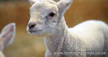 Popular Ash End Children's Farm issues update