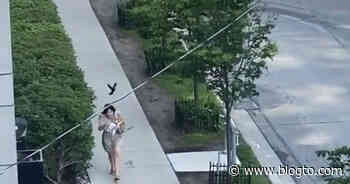 An angry bird is terrorizing people on the streets of Toronto - blogTO