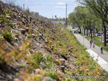 Letter of the Day: CP tree removal along 33rd Street reckless