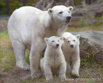 Drama in Ouwehands Dierenpark: één van de jonge ijsbeertjes is onverwacht overleden