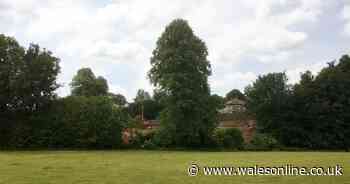 Large trees chopped down on Llandaff Fields for new townhouses