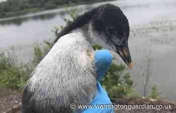 Watch this heart-warming RSPCA rescue at Appleton Reservoir