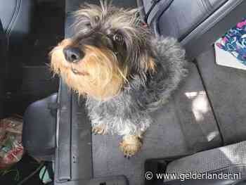 Politie bevrijdt hondje na een dag uit snikhete personenauto in Sambeek