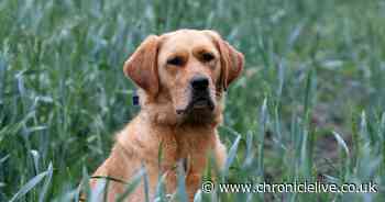 Meet caring canine River who you voted our North East’s Lockdown Dog Hero winner
