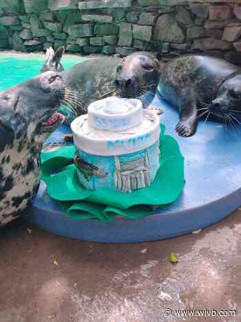 Aquarium of Niagara celebrates 55th anniversary despite being closed due to pandemic