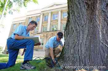 Growing Things: How to address Dutch Elm disease and Creeping Charlie - Edmonton Journal