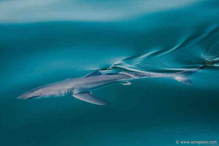 Boat charters get up close look at great white sharks in Newport Beach