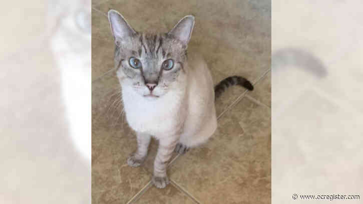 Siamese Paco is a happy, loving guy