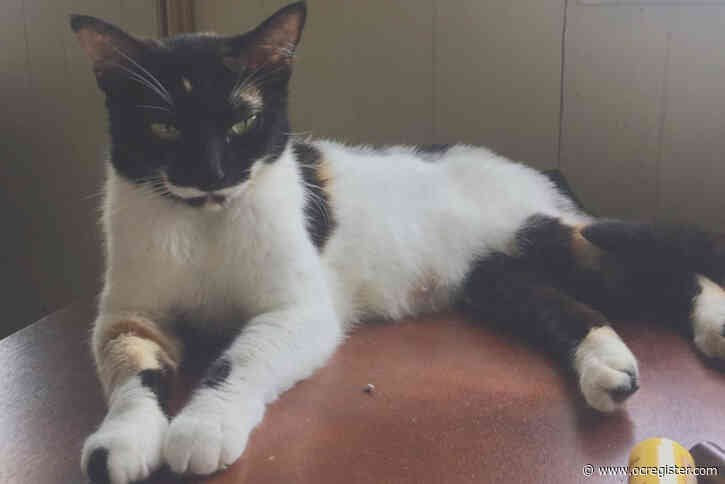 Take a look at Bella, a striking calico cat
