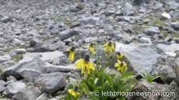 Nature Conservancy calling for greater protection for Alberta's 54 endemic species - Lethbridge News Now