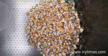 A Homecoming of Good Fortune for an Artist’s Pile of Cookies